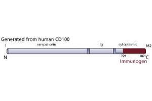 Image no. 3 for anti-Sema Domain, Immunoglobulin Domain (Ig), Transmembrane Domain (TM) and Short Cytoplasmic Domain, (Semaphorin) 4D (SEMA4D) (AA 721-861) antibody (ABIN968102) (SEMA4D/CD100 抗体  (AA 721-861))