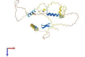 LSP1 Protein (AA 1-330) (His tag)
