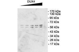 DUX4 Western Blot. (DUX4 抗体  (C-Term))