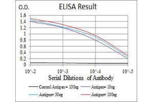Fig. (TUBB1 抗体  (AA 33-166))