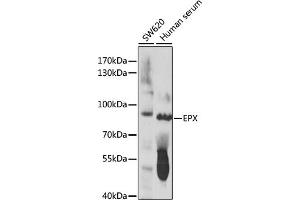 Western blot analysis of extracts of various cell lines, using EPX antibody (ABIN7266966) at 1:1000 dilution. (EPX 抗体  (AA 400-500))