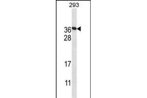 F122A Antibody (Center) (ABIN657936 and ABIN2846880) western blot analysis in 293 cell line lysates (35 μg/lane). (FAM122A 抗体  (AA 108-136))