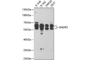 Western blot analysis of extracts of various cell lines using BAIAP2 Polyclonal Antibody at dilution of 1:1000. (BAIAP2 抗体)