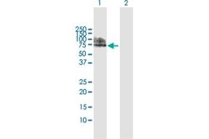 Western Blot analysis of NAE1 expression in transfected 293T cell line by NAE1 MaxPab polyclonal antibody.