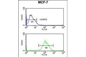 Flow cytometric analysis of MCF-7 cells (bottom histogram) compared to a negative control cell (top histogram). (CBX1 抗体  (C-Term))