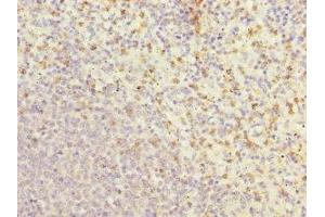 Immunohistochemistry of paraffin-embedded human spleen tissue using ABIN7154392 at dilution of 1:100 (Grancalcin 抗体  (AA 1-217))