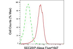 anti-SEC23 Interacting Protein (SEC23IP) antibody