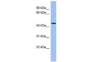 Matrilin 3 antibody used at 1 ug/ml to detect target protein. (Matrilin 3 抗体  (N-Term))