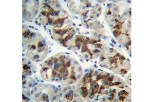 IHC analysis of FFPE human stomach and CTGF antibody (CTGF 抗体  (AA 166-193))