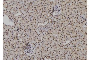 ABIN6276909 at 1/100 staining Mouse kidney tissue by IHC-P. (POLH 抗体  (Internal Region))