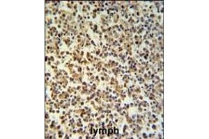 GZMB Antibody (C-term) (ABIN390496 and ABIN2840855) IHC analysis in formalin fixed and paraffin embedded human Lymph tissue followed by peroxidase conjugation of the secondary antibody and DAB staining.
