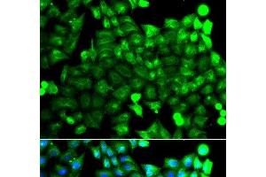 Immunofluorescence analysis of A549 cells using NCALD Polyclonal Antibody (NCALD 抗体)
