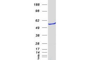 Validation with Western Blot