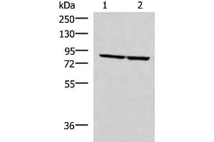 Western blot analysis of PC3 and NIH/3T3 cell lysates using ABLIM3 Polyclonal Antibody at dilution of 1:400 (ABLIM3 抗体)