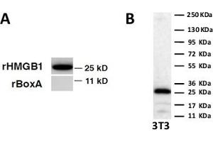 Western Blot on recombinant HM GB1 and Box A. (HMGB1 抗体)