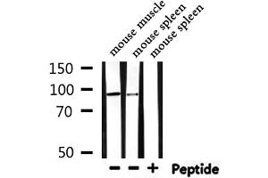 Western blot analysis of extracts from mouse muscle,mouse spleen, using HMGCR Antibody. (HMGCR 抗体  (N-Term))