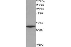 Image no. 2 for anti-Alpha Centractin (ACTR1A) (AA 363-375) antibody (ABIN294628) (ACTR1A 抗体  (AA 363-375))