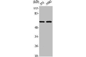 Western Blot analysis of NIH-3T3 K562 cells using Phospho-Akt1 (S246) Polyclonal Antibody (AKT1 抗体  (pSer246))