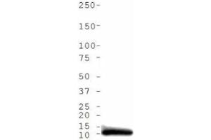 Western Blotting (WB) image for anti-Histone H4 (acLys5) antibody (ABIN5706799)