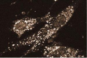Immunofluorescent staining of WI38 cells. (STX8 抗体  (AA 57-164))