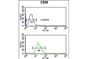 ITGB3 Antibody (C-term) (ABIN652616 and ABIN2842411) flow cytometric analysis of CEM cells (bottom histogram) compared to a negative control cell (top histogram). (Integrin beta 3 抗体  (C-Term))