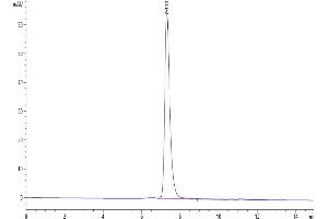 The purity of Mouse Nectin-4 is greater than 95 % as determined by SEC-HPLC. (PVRL4 Protein (His tag))