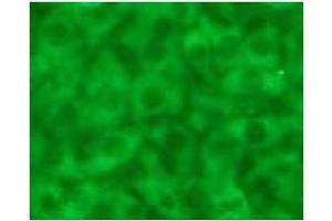 Immunofluorescence (IF) image for anti-Caspase 12 (Gene/pseudogene) (CASP12) (AA 95-318), (N-Term) antibody (ABIN567796) (Caspase 12 抗体  (N-Term))