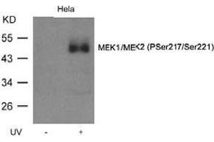 Image no. 1 for anti-Mitogen-Activated Protein Kinase Kinase 1 (MAP2K1) (pSer218), (pSer221) antibody (ABIN196944) (MEK1 抗体  (pSer218, pSer221))