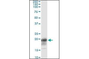 Western Blotting (WB) image for anti-CD247 Molecule (CD247) (AA 1-165) antibody (ABIN782349)
