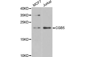 Western blot analysis of extracts of various cell lines, using CGB5 antibody (ABIN5973880) at 1/1000 dilution. (CGB5 抗体)