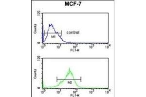 PRPF19 Antibody (N-term) (ABIN651064 and ABIN2840055) flow cytometric analysis of MCF-7 cells (bottom histogram) compared to a negative control cell (top histogram). (PRP19 抗体  (N-Term))