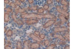 Immunohistochemistry (IHC) image for anti-Vasoactive Intestinal Peptide (Vip) (AA 34-157) antibody (ABIN7431701)