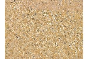 RPL8 Mouse Monoclonal Antibody at 1/100 staining human normal liver tissue by IHC-P. (RPL8 抗体)