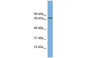 WB Suggested Anti-Ifi204 Antibody Titration:  0. (Ifi204 抗体  (Middle Region))