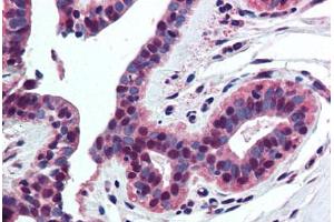 Human Breast (formalin-fixed, paraffin-embedded) stained with Histone H4 antibody ABIN294329 at 5 ug/ml followed by biotinylated goat anti-rabbit IgG secondary antibody ABIN481713, alkaline phosphatase-streptavidin and chromogen. (Histone H4 抗体  (AA 15-30))