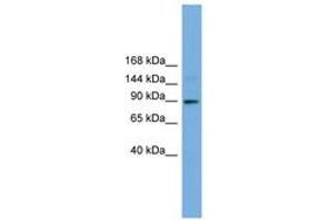 Image no. 1 for anti-Tetratricopeptide Repeat Domain 27 (TTC27) (AA 251-300) antibody (ABIN6745624) (TTC27 抗体  (AA 251-300))