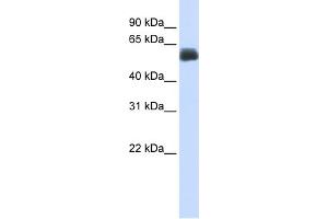WB Suggested Anti-CEP55 Antibody Titration:  0. (CEP55 抗体  (Middle Region))