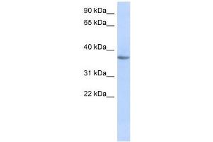 Western Blotting (WB) image for anti-Olfactory Receptor, Family 10, Subfamily X, Member 1 (OR10X1) (Middle Region) antibody (ABIN635112)