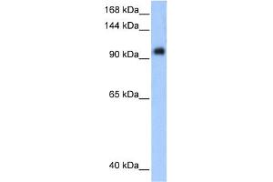 Western Blotting (WB) image for anti-Protein Phosphatase 1, Regulatory Subunit 13 Like (PPP1R13L) (Middle Region) antibody (ABIN2777612)