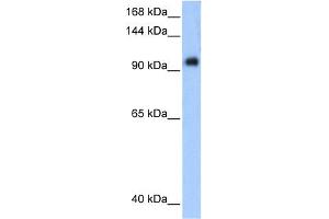WB Suggested Anti-PPP1R13L Antibody Titration:  0. (PPP1R13L 抗体  (Middle Region))