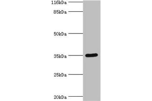 SULT1B1 antibody  (AA 1-271)