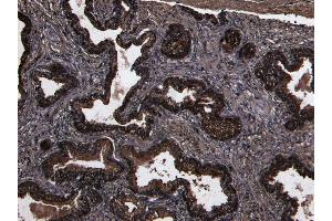 (ABIN190769) (8 μg/mL) staining of paraffin embedded Human Prostate. (DPP4 抗体  (Internal Region))