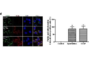 Immunofluorescence (Cultured Cells) (IF (cc)) image for anti-Cytochrome C Oxidase Subunit IV Isoform 1 (COX4I1) (Center) antibody (ABIN2855069)