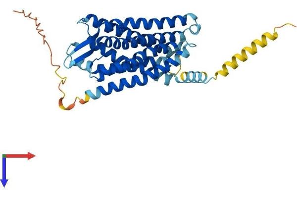 GPR77 Protein (AA 1-344) (His tag)