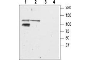 Western blot analysis of mouse (lanes 1 and 3) and rat (lanes 2 and 4) brain membranes: - 1,2. (GRIK2 抗体  (C-Term, Intracellular))