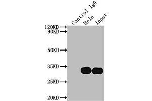Immunoprecipitating LGALS3 in Hela whole cell lysate Lane 1: Rabbit control IgG instead of ABIN7127508 in Hela whole cell lysate. (Recombinant Galectin 3 抗体)