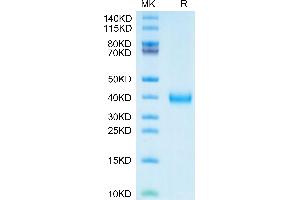 SDS-PAGE (SDS) image for SARS-CoV-2 Spike (C.37 - Lambda), (RBD) protein (His tag) (ABIN7275136)