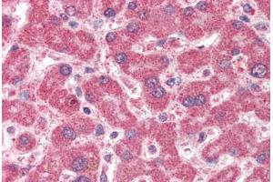 Human Liver (formalin-fixed, paraffin-embedded) stained with IFT74 antibody ABIN337022 at 5 ug/ml followed by biotinylated anti-goat IgG secondary antibody ABIN481715, alkaline phosphatase-streptavidin and chromogen. (IFT74 抗体  (AA 588-600))