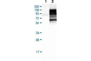 Western Blot (Cell lysate) analysis of Lane 1: Negative control (vector only transfected HEK293T lysate), Lane 2: Over-expression lysate (Co-expressed with a C-terminal myc-DDK tag (~3. (SLC3A2 抗体)