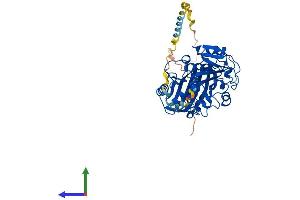 AlphaFold protein structure predicition of Mouse Recombinant Gapdhs Protein, UniprotID Q64467 (GAPDHS Protein (AA 1-440) (His tag))